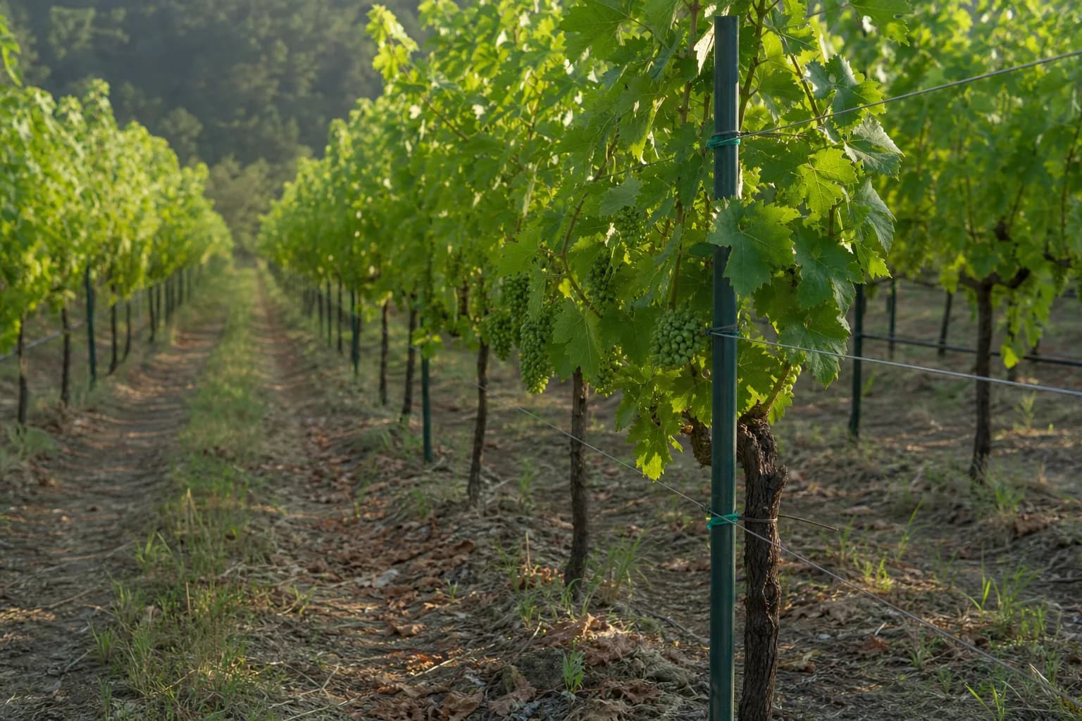 Dark green fiberglass stakes supporting grapevines along a vineyard trellis row